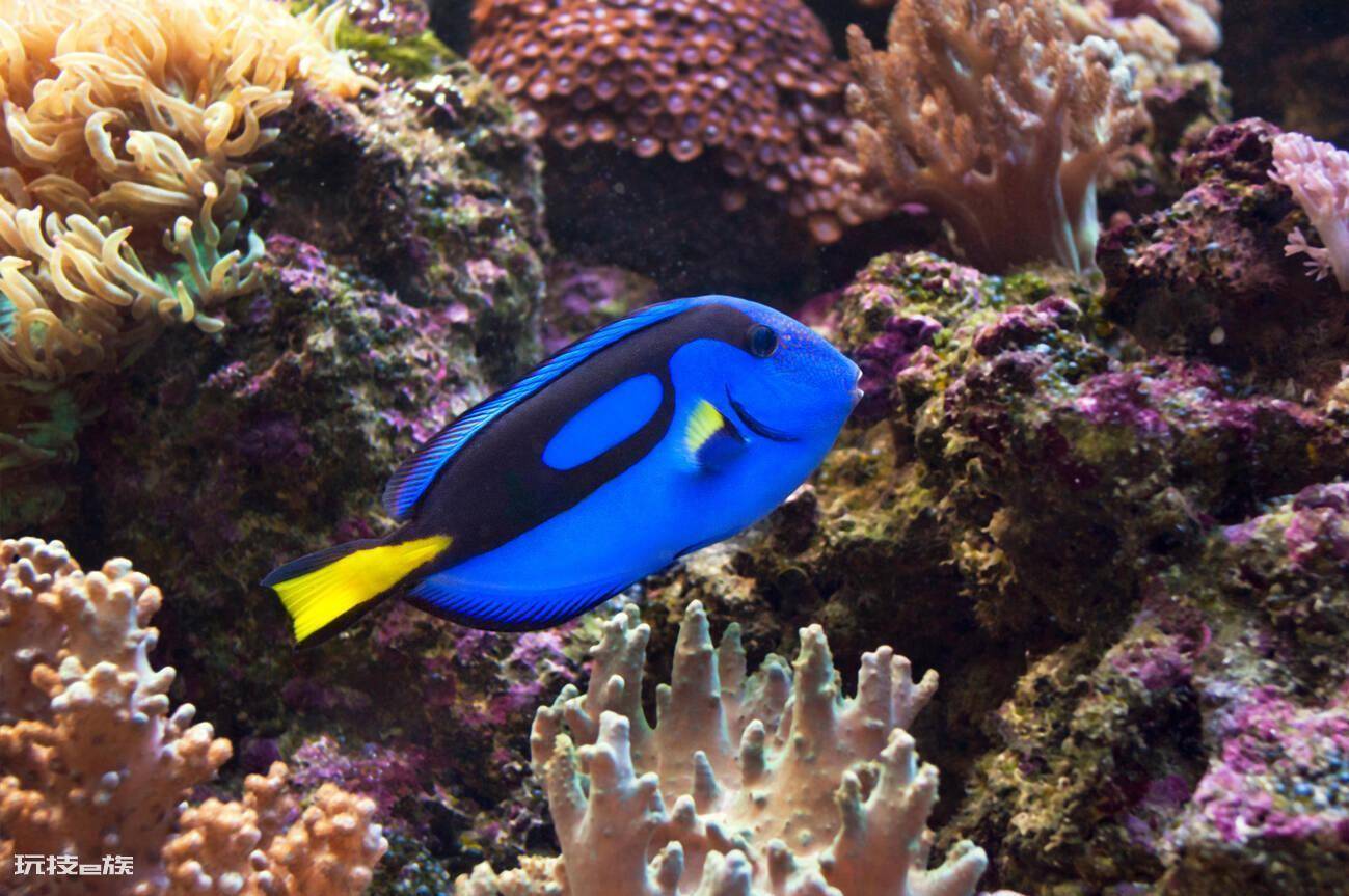 多莉是什么鱼品种(蓝吊是水族箱里的标配海水鱼)-图片4